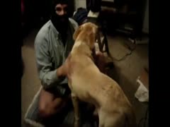Guy did not expect to discover a girlfriend anyhow so he disciplined his dog to fuck him in the butt 
